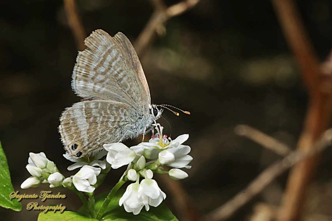 Long-tailed Pea-blue Butterfly, Lampidas boeticus, family Lycaenidae  Australia,Fall,Geotagged,Lampides boeticus,Long-tailed pea-blue