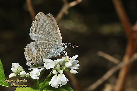 Long-tailed Pea-blue Butterfly, Lampidas boeticus, family Lycaenidae  Australia,Fall,Geotagged,Lampides boeticus,Long-tailed pea-blue