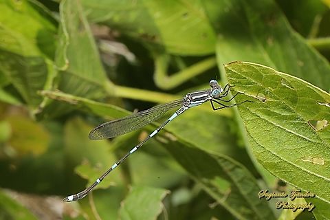 Wandering Ringtail Damselfly, Austrolestes leda, family Lestidae-male  Australia,Austrolestes leda,Fall,Geotagged,Wandering Ringtail