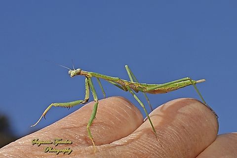Australian Stick Mantis, Archimantis latistyla, family Mantidae  Archimantis latistyla,Australia,Fall,Geotagged,Large brown mantis