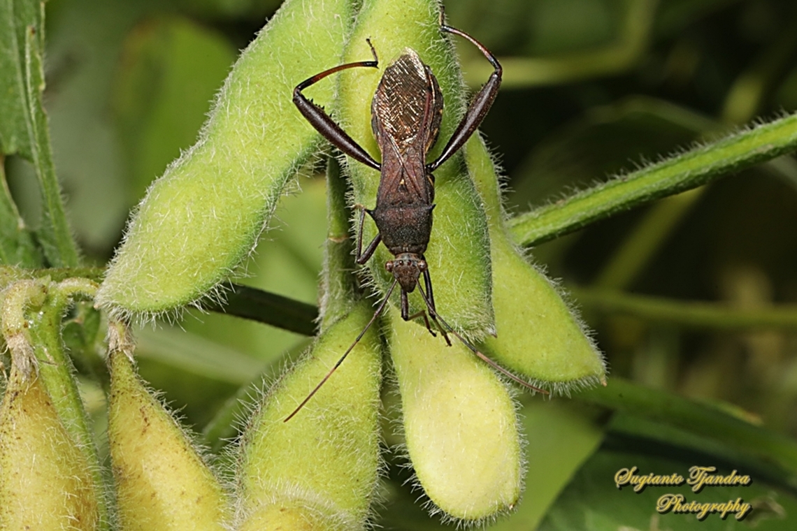 Brown Bean Bug, Riptortus serripes, family Alydidae  Australia,Fall,Geotagged,Riptortus serripes