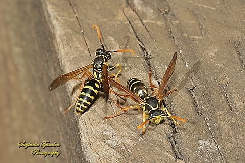 Asian Paper Wasp, Polistes chinensis antennalis, family Vespidae  Australia,Fall,Geotagged,Polistes chinensis