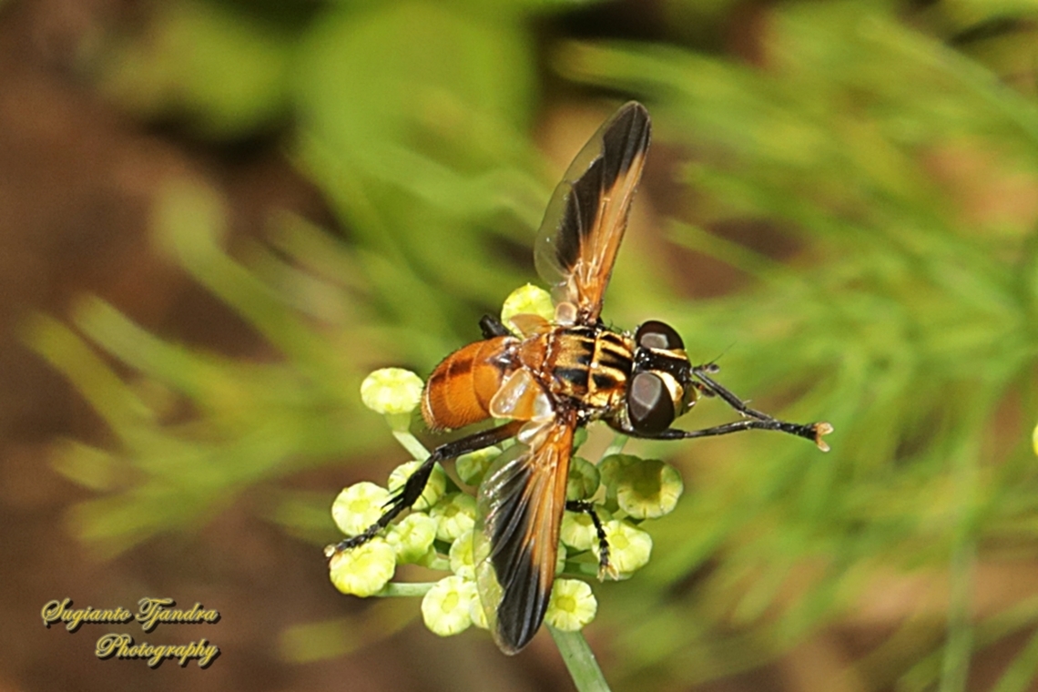 Swift Feather-legged Fly, Trichopoda pictipennis, family Tachinidae  Australia,Fall,Geotagged,Trichopoda pictipennis