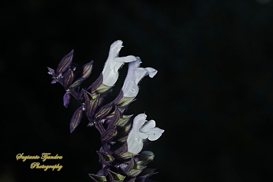 Garden Sage, Salvia officinalis (???)  Australia,Fall,Geotagged