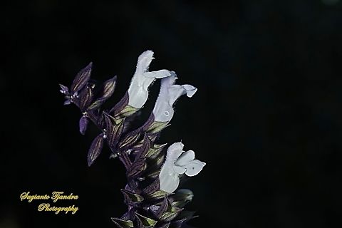 Garden Sage, Salvia officinalis (???)  Australia,Fall,Geotagged