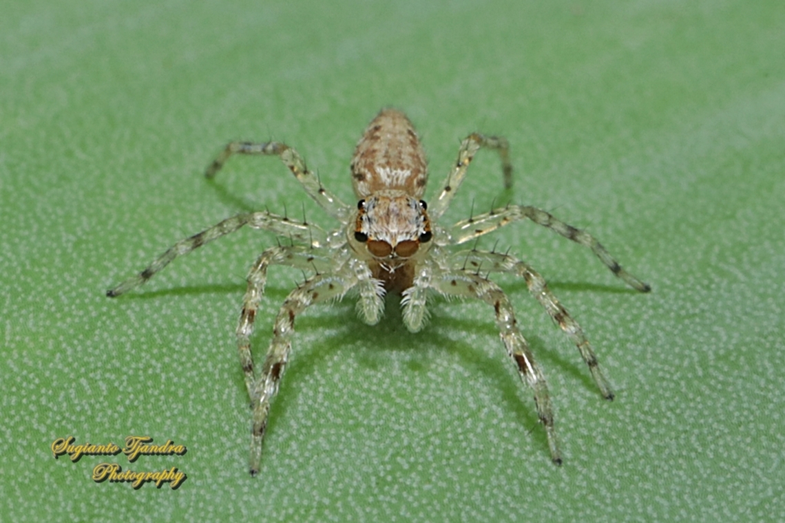 Bronze Jumping Spider, Helpis minitabunda, family Salticidae - female  Aussie Bronze Jumping Spider,Australia,Fall,Geotagged,Helpis minitabunda