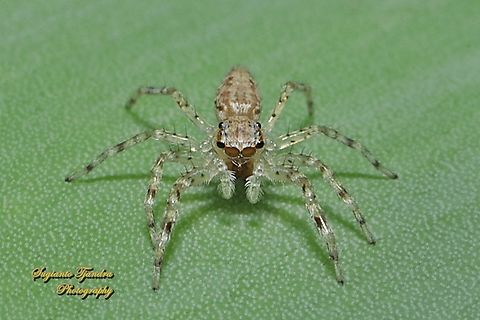 Bronze Jumping Spider, Helpis minitabunda, family Salticidae - female  Aussie Bronze Jumping Spider,Australia,Fall,Geotagged,Helpis minitabunda