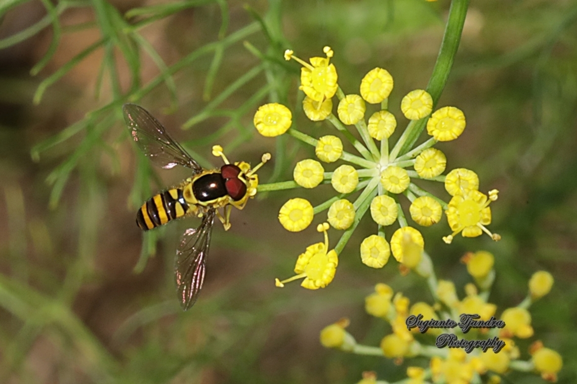 Common Halfband Hoverfly, Melangyna viridiceps, family Syrphidae  Australia,Common Halfband,Fall,Geotagged,Melangyna viridiceps