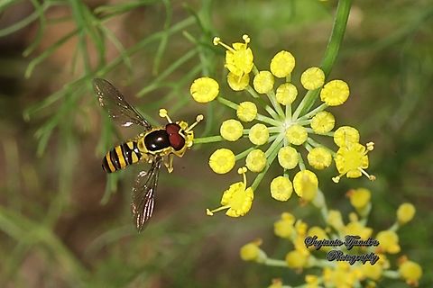 Common Halfband Hoverfly, Melangyna viridiceps, family Syrphidae  Australia,Common Halfband,Fall,Geotagged,Melangyna viridiceps