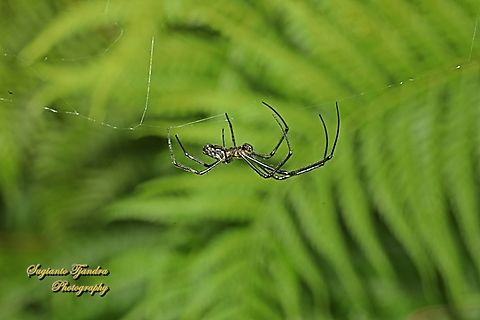 Silver Orb Spider, Leucauge dromedaria  Australia,Fall,Geotagged,Humped silver orb spider,Leucauge dromedaria
