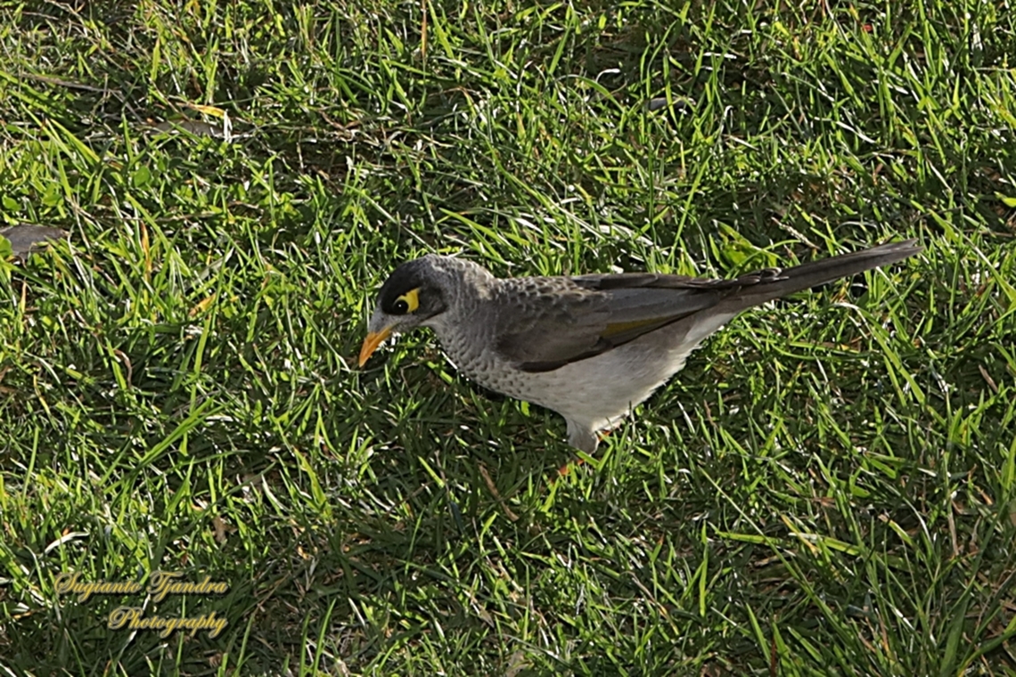 Noisy Miner, Manorina melanocephala, family Meliphagidae  Australia,Fall,Geotagged,Manorina melanocephala,Noisy miner