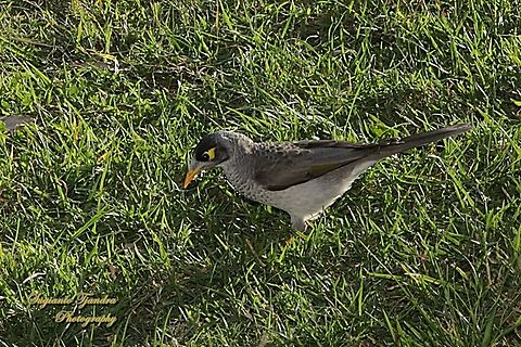 Noisy Miner, Manorina melanocephala, family Meliphagidae  Australia,Fall,Geotagged,Manorina melanocephala,Noisy miner