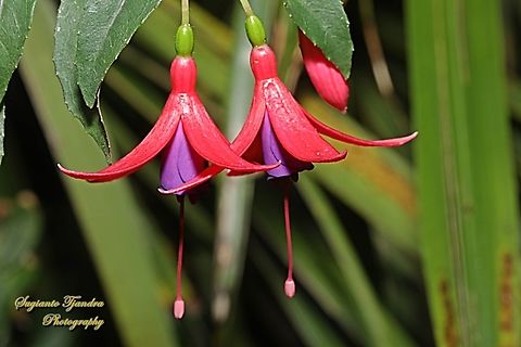 Lady's Eardrop flowers, Fuchsia Sp., family Onagraceae  Australia,Fall,Geotagged
