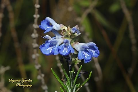 Bog Sage, Salvia uliginosa, family Lamiaceae (???)  Australia,Fall,Geotagged