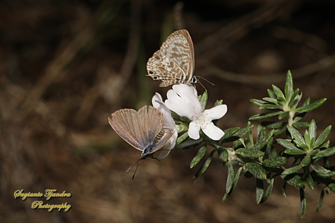 Zebra Blue butterfly, Leptotes plinius, family Lycaenidae  Australia,Fall,Geotagged,Tarucus plinius,Zebra Blue