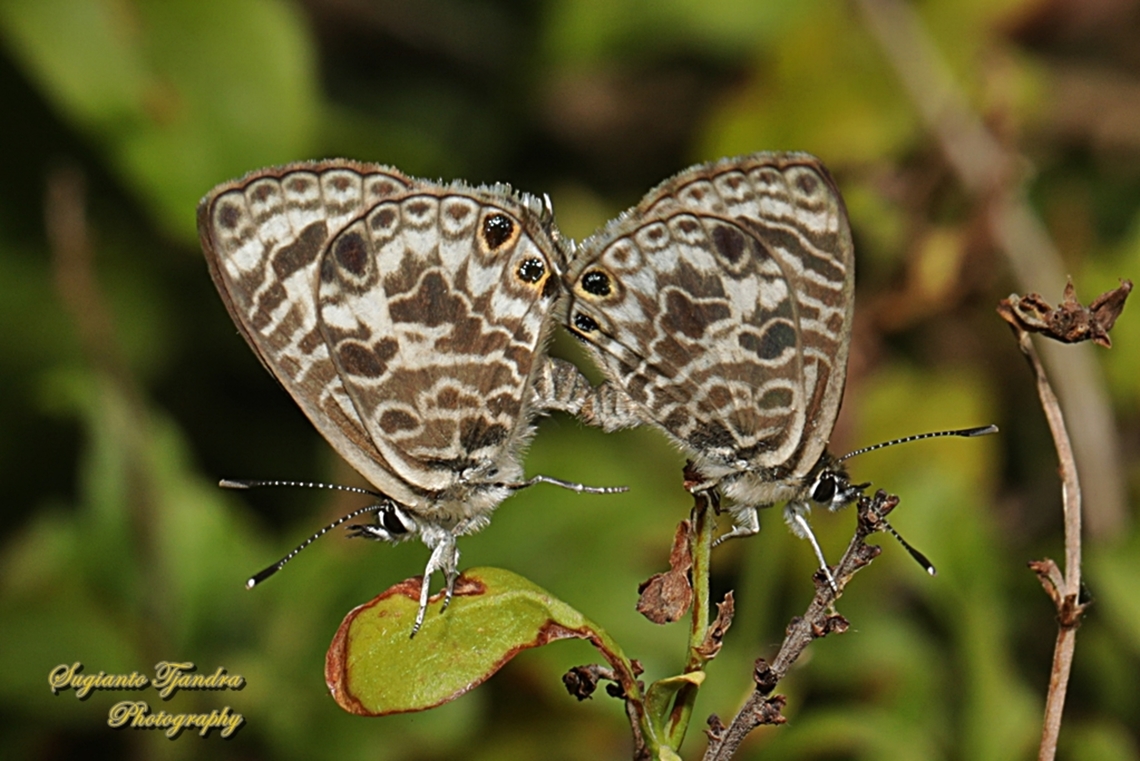 Zebra Blue butterfly, Leptotes plinius, family Lycaenidae - "mating"  Australia,Fall,Geotagged,Tarucus plinius,Zebra Blue
