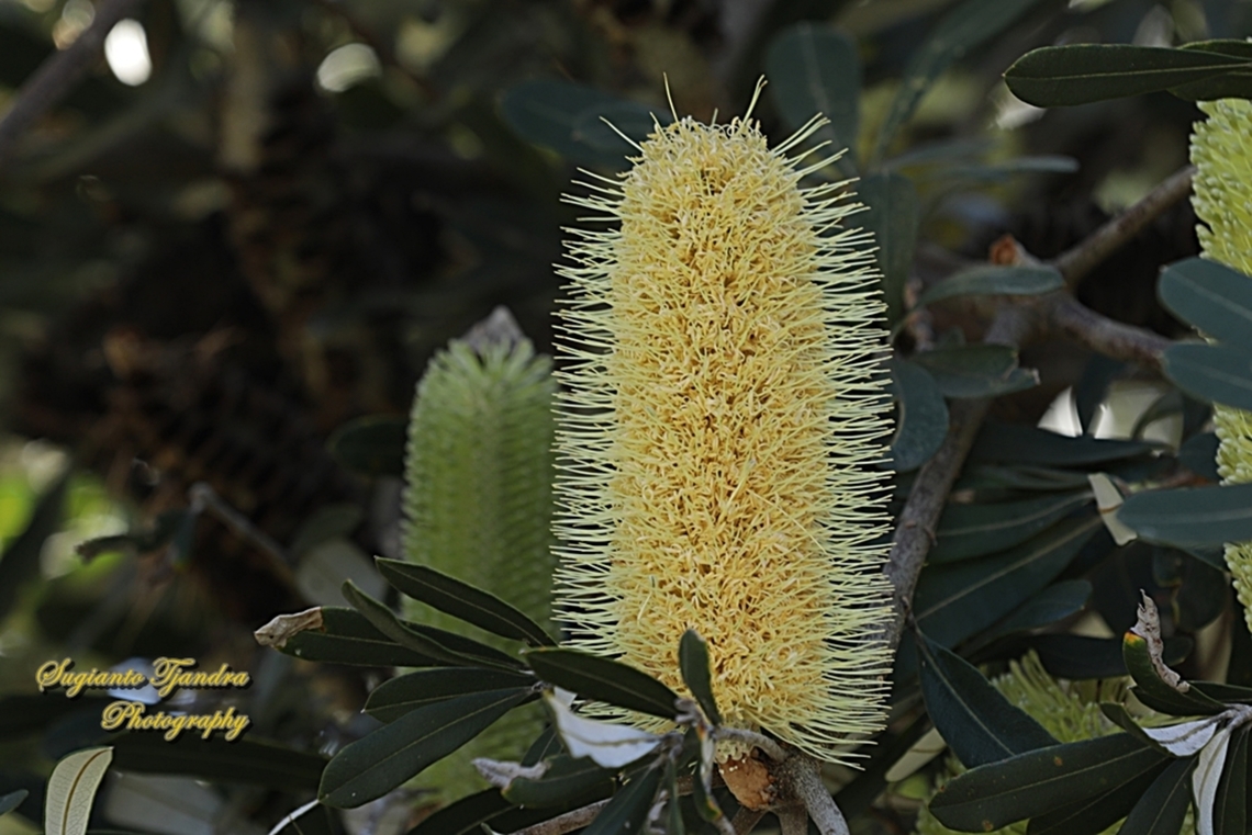 Coastal Bankside, Bankside integrifolia, family Proteaceae  Australia,Banksia integrifolia,Coast banksia,Fall,Geotagged
