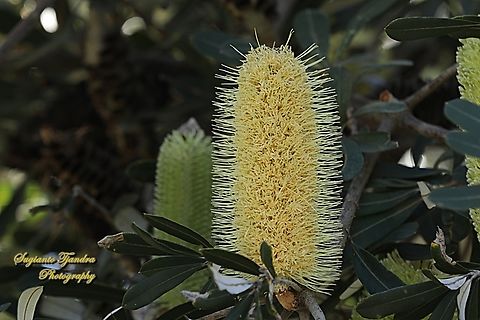 Coastal Bankside, Bankside integrifolia, family Proteaceae  Australia,Banksia integrifolia,Coast banksia,Fall,Geotagged