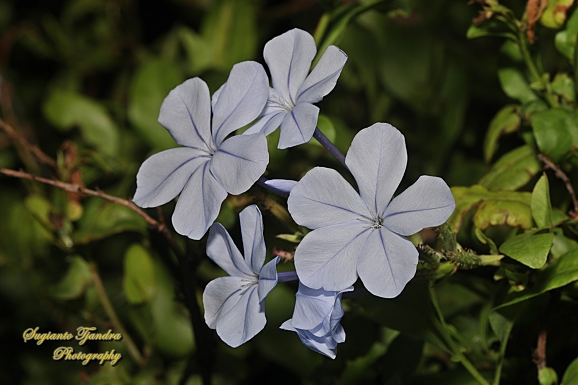 Blue Plumbago flowers, Plumbago auriculares, family Plumbaginaceae  Australia,Cape leadwort,Fall,Geotagged,Plumbago auriculata