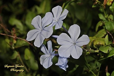 Blue Plumbago flowers, Plumbago auriculares, family Plumbaginaceae  Australia,Cape leadwort,Fall,Geotagged,Plumbago auriculata