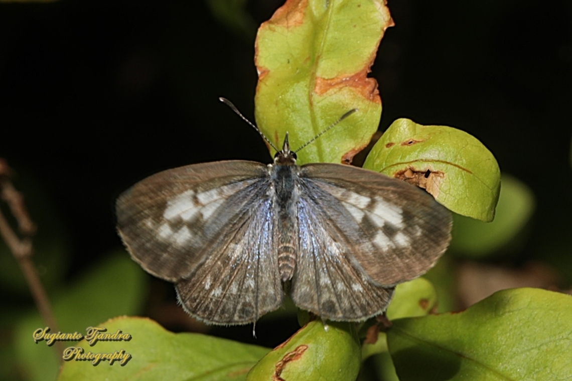 Zebra Blue butterfly, Leptotes plinius, family Lycaenidae - upperside  Australia,Fall,Geotagged,Tarucus plinius,Zebra Blue