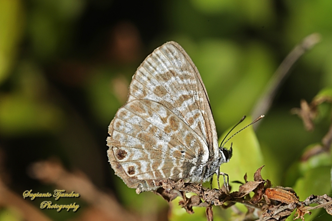 Zebra Blue butterfly, Leptotes plinius, family Lycaenidae  Australia,Fall,Geotagged,Tarucus plinius,Zebra Blue