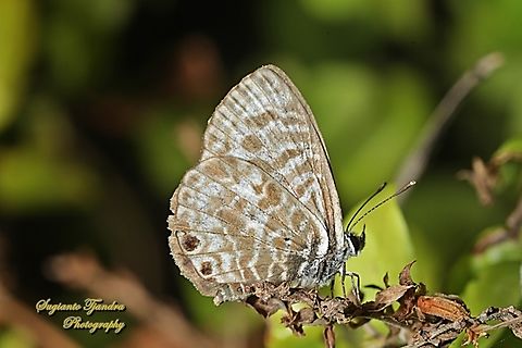Zebra Blue butterfly, Leptotes plinius, family Lycaenidae  Australia,Fall,Geotagged,Tarucus plinius,Zebra Blue