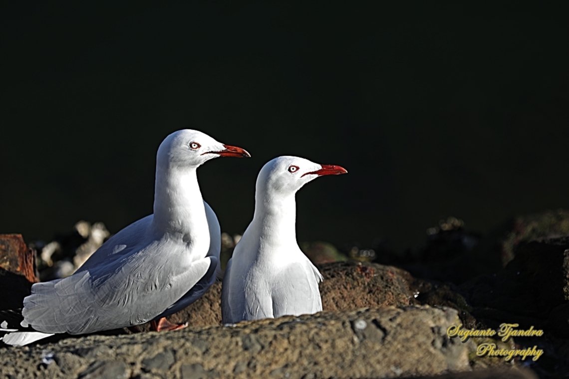 The Silver Gull, Chroicocephalus novaehollandiae  Australia,Chroicocephalus novaehollandiae,Fall,Geotagged,Silver gull