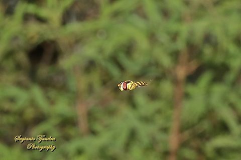 Common Halfband Hoverfly, Melangyna viridiceps, family Syrphidae  Australia,Common Halfband,Fall,Geotagged,Melangyna viridiceps