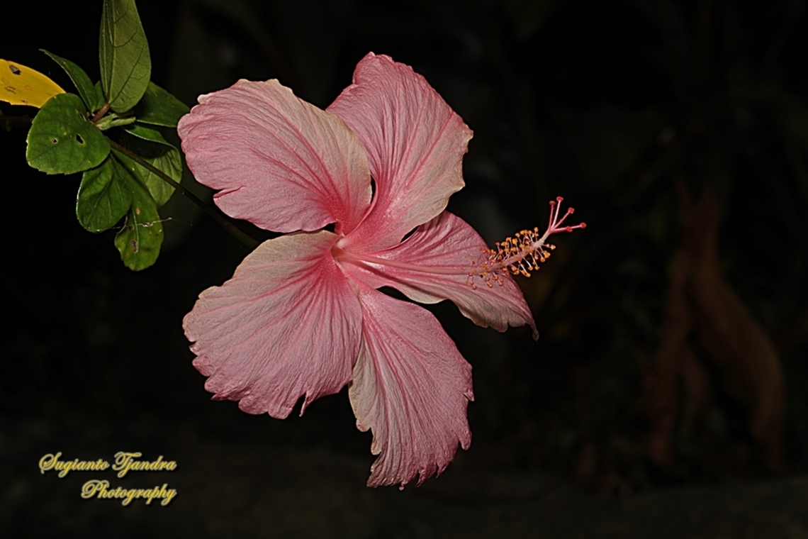Hibiscus flower (Kembang Sepatu), Hibiscus rosa-sinensis  Australia,Chinese hibiscus,Fall,Geotagged,Hibiscus rosa-sinensis