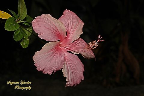 Hibiscus flower (Kembang Sepatu), Hibiscus rosa-sinensis  Australia,Chinese hibiscus,Fall,Geotagged,Hibiscus rosa-sinensis