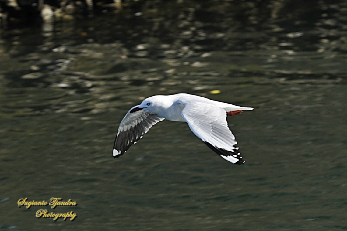 The Silver Gull, Chroicocephalus novaehollandiae  Australia,Chroicocephalus novaehollandiae,Fall,Geotagged,Silver gull