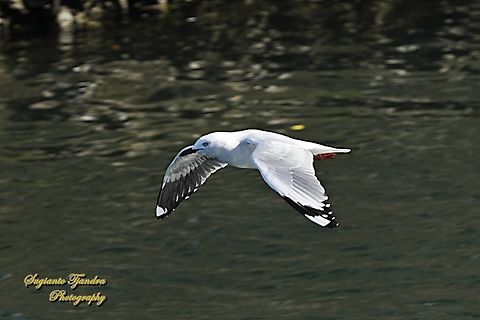 The Silver Gull, Chroicocephalus novaehollandiae  Australia,Chroicocephalus novaehollandiae,Fall,Geotagged,Silver gull