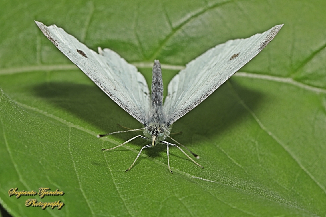Cabbage White Butterfly, Pieris rapae, family Pieridae  Australia,Fall,Geotagged,Pieris rapae,Small White