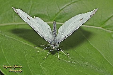 Cabbage White Butterfly, Pieris rapae, family Pieridae  Australia,Fall,Geotagged,Pieris rapae,Small White