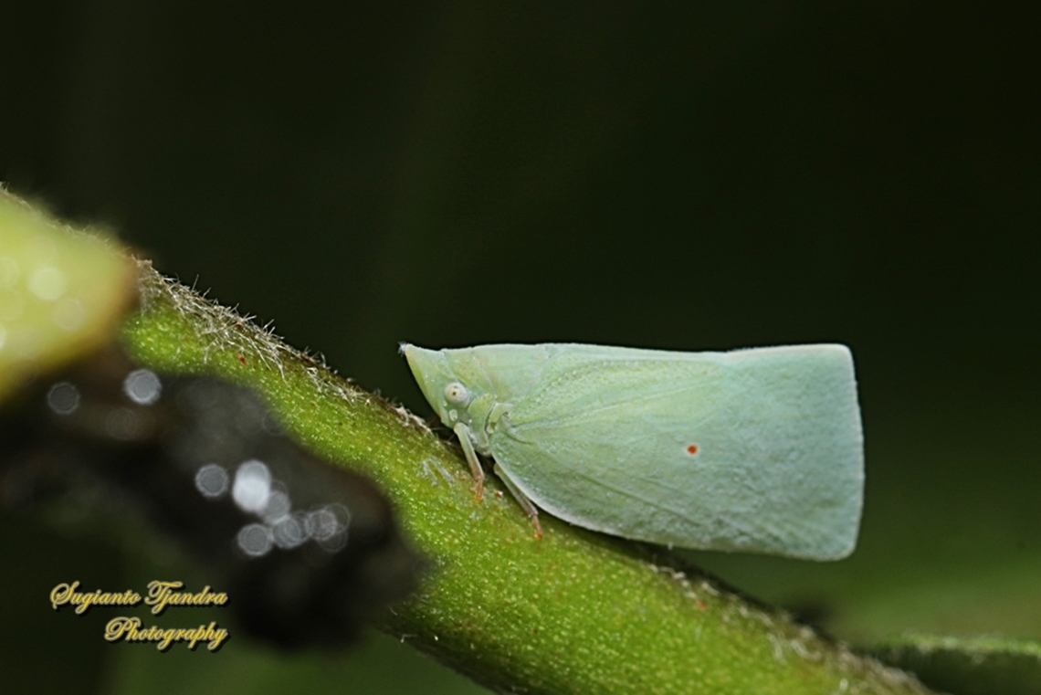 Mango Planthopper, Colgaroides acuminata, family Flatidae  Australia,Colgaroides acuminata,Fall,Geotagged,Mango Planthopper