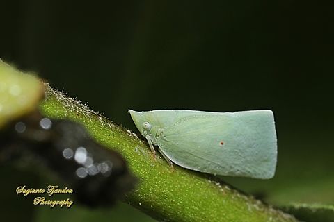 Mango Planthopper, Colgaroides acuminata, family Flatidae  Australia,Colgaroides acuminata,Fall,Geotagged,Mango Planthopper