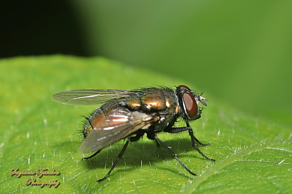 Australian Sheep Blow Fly, Lucilia cuprina, family Calliphoridae  Australia,Australian Sheep Blow Fly,Fall,Geotagged,Lucilia cuprina