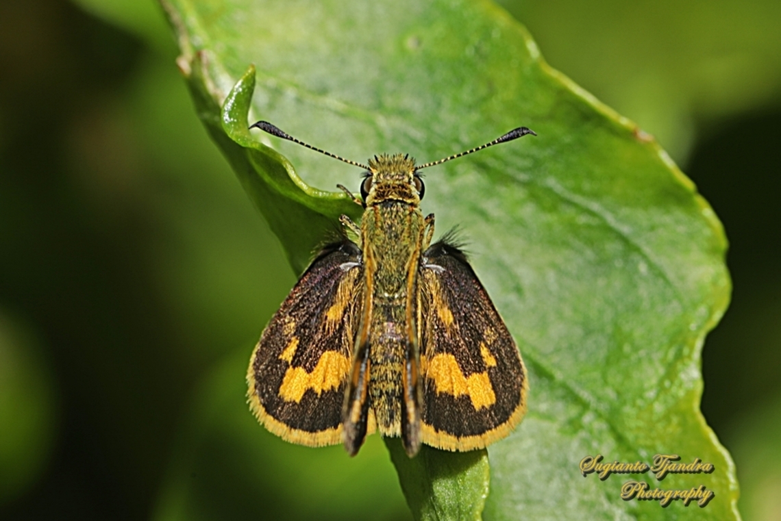Skipper Butterfly, Yellow-banded dart, Ocybadistes walkeri ssp sothis  Australia,Fall,Geotagged,Ocybadistes walkeri,Yellow-banded Dart