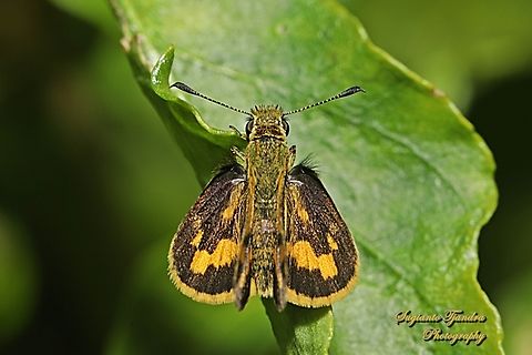 Skipper Butterfly, Yellow-banded dart, Ocybadistes walkeri ssp sothis  Australia,Fall,Geotagged,Ocybadistes walkeri,Yellow-banded Dart