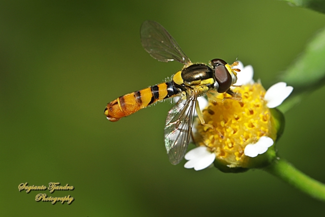 Sphaerophoria macrogaster, family Syrphidae  Australia,Fall,Geotagged,Sphaerophoria macrogaster