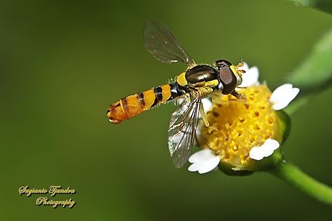 Sphaerophoria macrogaster, family Syrphidae  Australia,Fall,Geotagged,Sphaerophoria macrogaster