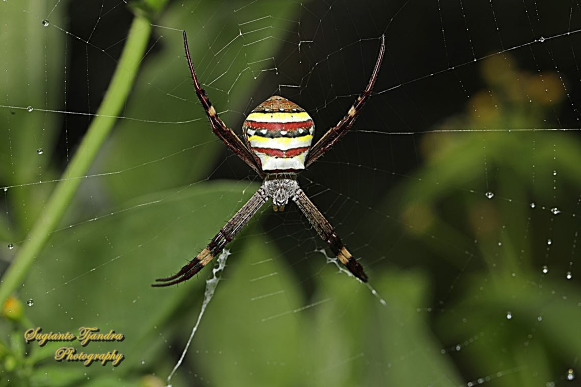 Orb-weaving Spider, Saint Andrew's Cross Spider, Argiope keyserlingi  Argiope keyserlingi,Australia,Fall,Geotagged,St Andrews Cross Spider