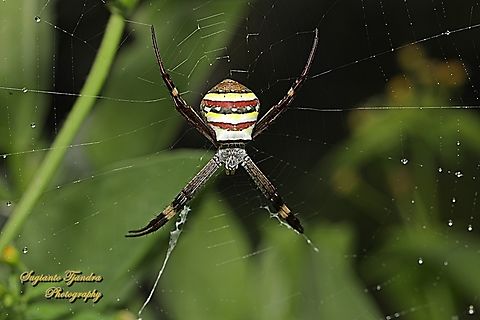 Orb-weaving Spider, Saint Andrew's Cross Spider, Argiope keyserlingi  Argiope keyserlingi,Australia,Fall,Geotagged,St Andrews Cross Spider