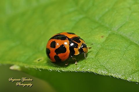 Variable Ladybird Beetle, Coelophora inaequalis, family Coccinellidae  Australia,Coelophora inaequalis,Fall,Geotagged,Variable Ladybird