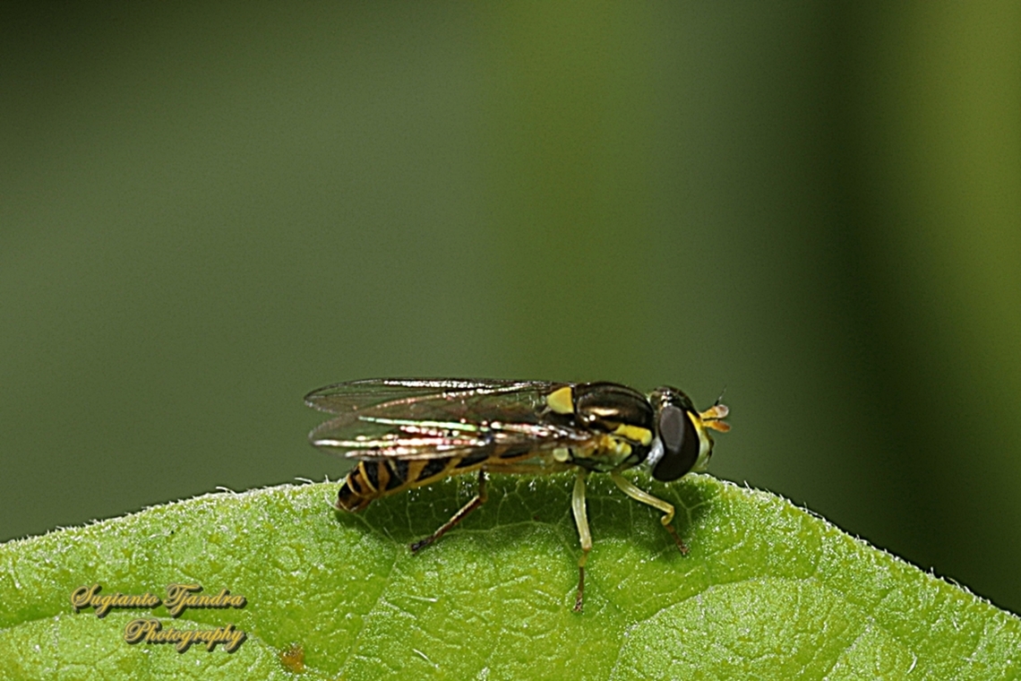 Sphaerophoria macrogaster, family Syrphidae  Australia,Fall,Geotagged,Sphaerophoria macrogaster