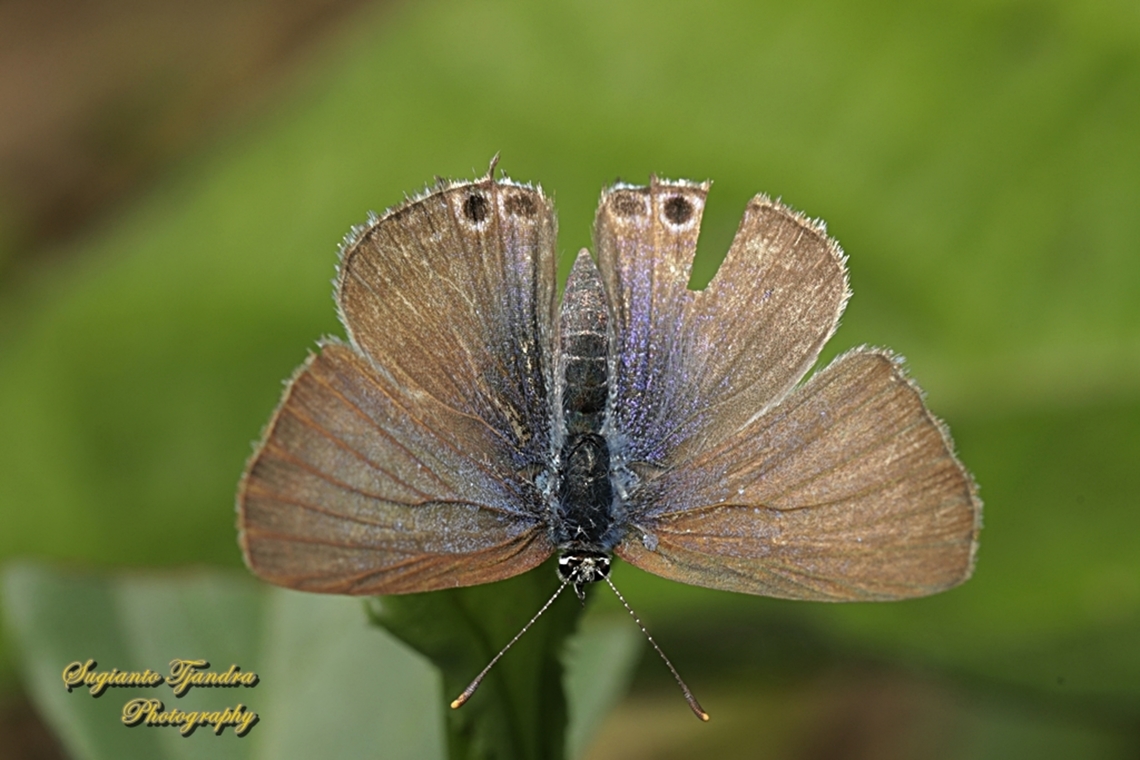 Long-tailed Pea-blue Butterfly, Lampidas boeticus, family Lycaenidae - upperside  Australia,Fall,Geotagged,Lampides boeticus,Long-tailed pea-blue
