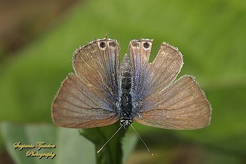 Long-tailed Pea-blue Butterfly, Lampidas boeticus, family Lycaenidae - upperside  Australia,Fall,Geotagged,Lampides boeticus,Long-tailed pea-blue