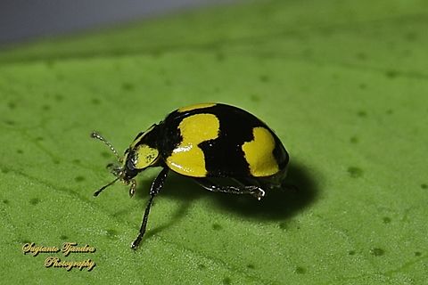 Fungus-eating Ladybird Beetle, Illeis galbula, family Coccinellidae  Australia,Fall,Fungus-eating Ladybird,Geotagged,Illeis galbula