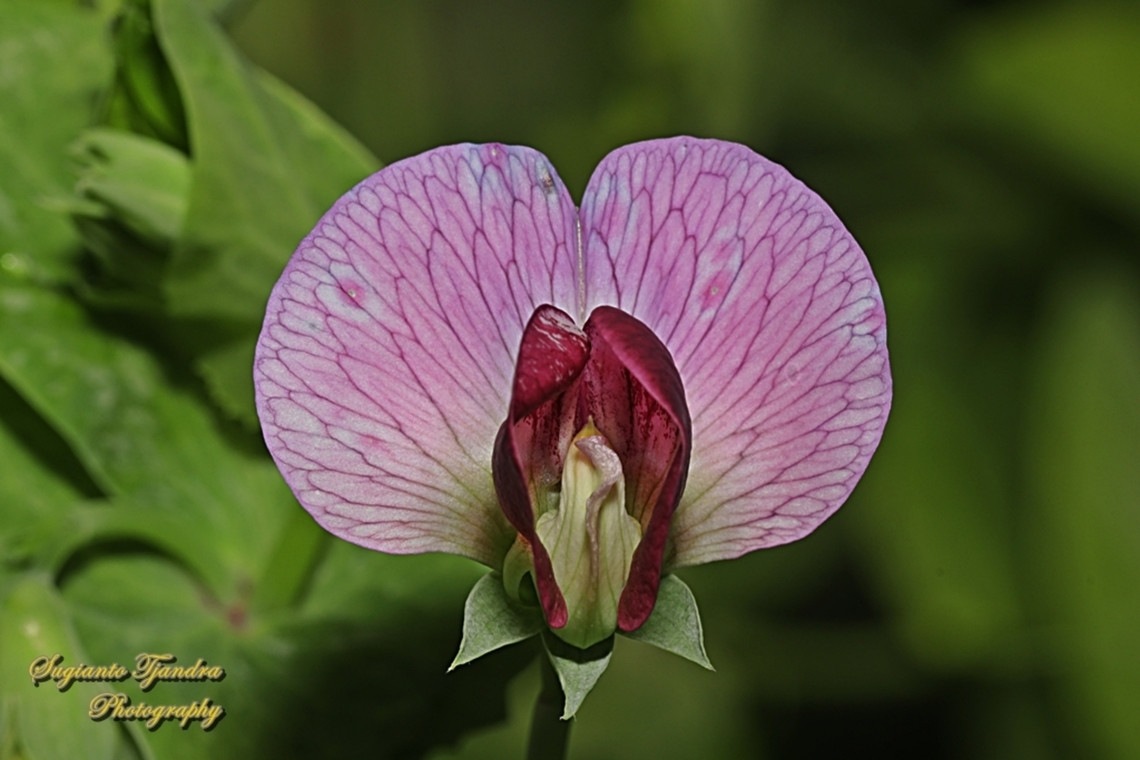 Common Pea flower, Pisum sativum, family Fabaceae  Australia,Fall,Geotagged,Pea,Pisum sativum